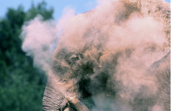 Zeitgenössisches Werk mit dem Titel « Charge de l'éléphant », Erstellt von DOMINIQUE LEROY