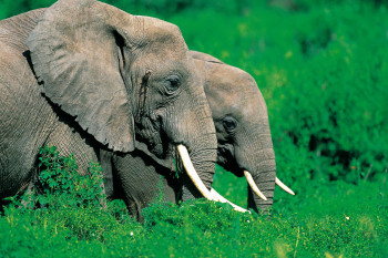 Zeitgenössisches Werk mit dem Titel « Couple d'éléphant. Pleine du Masai Marra . Kenya », Erstellt von DOMINIQUE LEROY