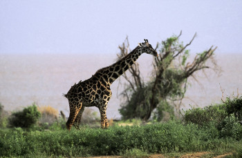 Zeitgenössisches Werk mit dem Titel « Girafe du Kenya », Erstellt von DOMINIQUE LEROY