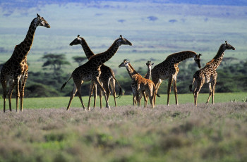 Zeitgenössisches Werk mit dem Titel « Troupeau de girafe kenya. 2 », Erstellt von DOMINIQUE LEROY