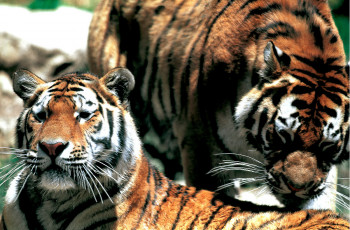 Zeitgenössisches Werk mit dem Titel « Tigres du bengale. inde », Erstellt von DOMINIQUE LEROY