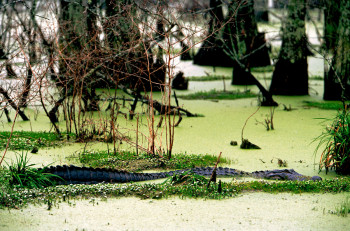 Zeitgenössisches Werk mit dem Titel « Crocodile Nouvelle Orléans », Erstellt von DOMINIQUE LEROY