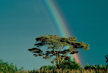 Zeitgenössisches Werk mit dem Titel « Baobab et arc-en-ciel. Kenya », Erstellt von DOMINIQUE LEROY