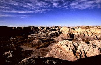 Zeitgenössisches Werk mit dem Titel « Petrified forest. Arizona 1 », Erstellt von DOMINIQUE LEROY