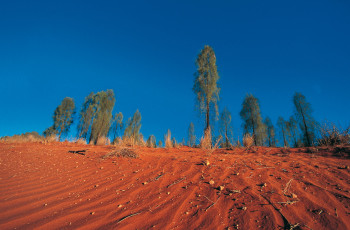 Zeitgenössisches Werk mit dem Titel « Snake désert. Australie 1 », Erstellt von DOMINIQUE LEROY