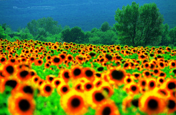 Zeitgenössisches Werk mit dem Titel « Tournesols de Provence », Erstellt von DOMINIQUE LEROY