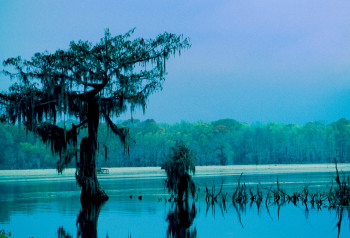 Zeitgenössisches Werk mit dem Titel « Les Bayous. Louisiane. Amérique du nord », Erstellt von DOMINIQUE LEROY