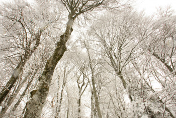 Zeitgenössisches Werk mit dem Titel « Hiver. France », Erstellt von DOMINIQUE LEROY