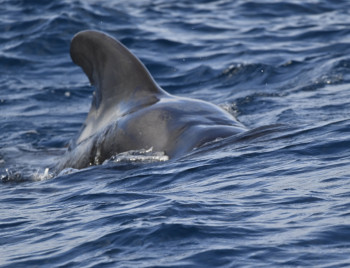 Zeitgenössisches Werk mit dem Titel « Baleine pilote », Erstellt von CHRIS