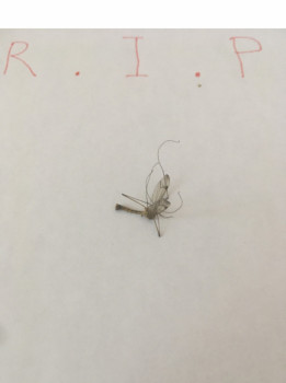 Zeitgenössisches Werk mit dem Titel « rest in peace mosquito », Erstellt von DAVID SROCZYNSKI