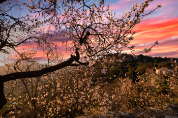 Zeitgenössisches Werk mit dem Titel « Les cerisiers en fleur », Erstellt von JMLPYT PHOTOGRAPHY