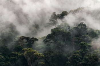 Zeitgenössisches Werk mit dem Titel « Brume épaisse sur la forêt Andine », Erstellt von RéMI CARBONARO