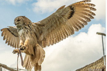 Zeitgenössisches Werk mit dem Titel « Le rapace », Erstellt von SHARLYNE