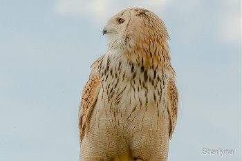 Zeitgenössisches Werk mit dem Titel « rapace », Erstellt von SHARLYNE