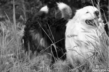 Zeitgenössisches Werk mit dem Titel « chien dans la prairie », Erstellt von SHARLYNE