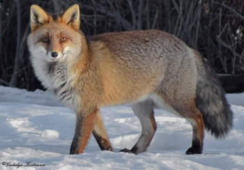 Zeitgenössisches Werk mit dem Titel « Le Renard dans les Alpes », Erstellt von GWLADYS KOSTRZEWA MATHIEU