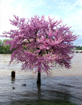 Zeitgenössisches Werk mit dem Titel « D'eau et de fleurs », Erstellt von NOURDINE TARKANY