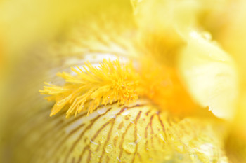 Zeitgenössisches Werk mit dem Titel « Dorure Solaire », Erstellt von LOUISE ROSIER PHOTOGRAPHE