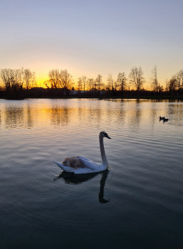 Zeitgenössisches Werk mit dem Titel « Le cygne de la Hotoie », Erstellt von JM LE SAMARIEN