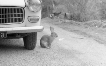 Zeitgenössisches Werk mit dem Titel « Le lapin et la voiture », Erstellt von CASSANDRE