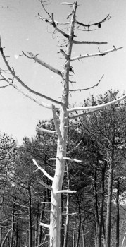 Zeitgenössisches Werk mit dem Titel « Pin mort dans la forêt de la Coubre à la Côte Sauvage les Mathes », Erstellt von CASSANDRE