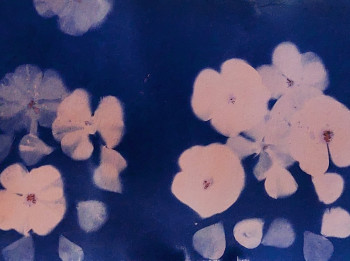 Zeitgenössisches Werk mit dem Titel « Cyanotype A4. », Erstellt von JESSY COSSON PHOTOGRAPHY