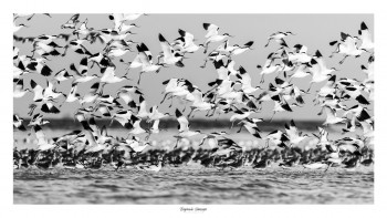 Zeitgenössisches Werk mit dem Titel « MON NUAGE D’AVOCETTES ÉLÉGANTES », Erstellt von SAUSSAYE PHOTOGRAPHIE