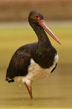 Zeitgenössisches Werk mit dem Titel « Cigogne noire », Erstellt von PAUL CARDOT