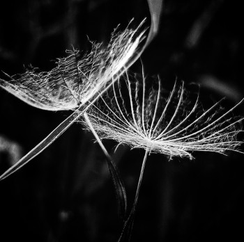 Zeitgenössisches Werk mit dem Titel « Photo numérique 5092 », Erstellt von AURORE MASSIMI