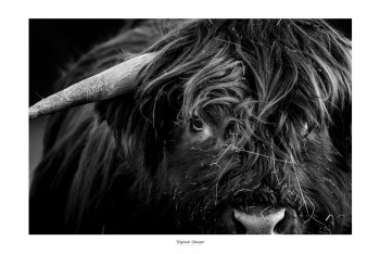 Zeitgenössisches Werk mit dem Titel « MY HIGHLAND COW », Erstellt von SAUSSAYE PHOTOGRAPHIE