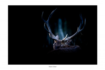 Zeitgenössisches Werk mit dem Titel « REGARD TENDRE DU CERF », Erstellt von SAUSSAYE PHOTOGRAPHIE