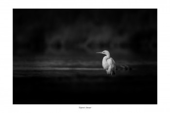 Zeitgenössisches Werk mit dem Titel « GRANDE AIGRETTE DES TÉNÈBRES », Erstellt von SAUSSAYE PHOTOGRAPHIE