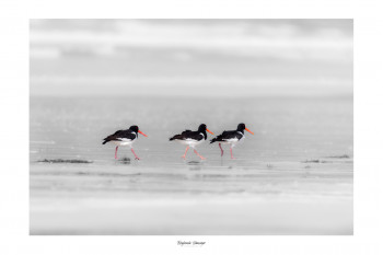 Zeitgenössisches Werk mit dem Titel « LA MARCHE DES HUÎTRIERS PIES », Erstellt von SAUSSAYE PHOTOGRAPHIE