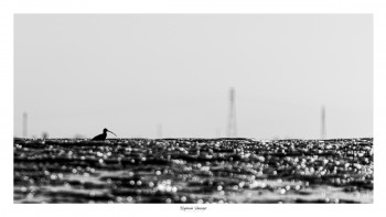 Zeitgenössisches Werk mit dem Titel « COURLIS CENDRÉ PART EN VILLE », Erstellt von SAUSSAYE PHOTOGRAPHIE