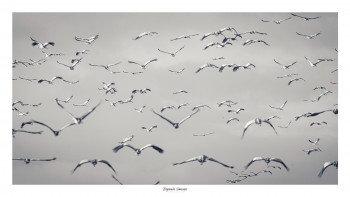 Zeitgenössisches Werk mit dem Titel « IMMERSION DANS LA PATROUILLE D'AIGRETTES. », Erstellt von SAUSSAYE PHOTOGRAPHIE