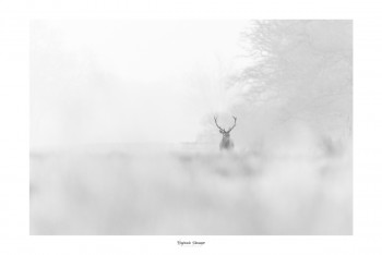 Zeitgenössisches Werk mit dem Titel « DEER IN THE MORNING MIST », Erstellt von SAUSSAYE PHOTOGRAPHIE