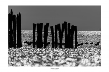 Zeitgenössisches Werk mit dem Titel « PRISON D’AVOCETTES ÉLÉGANTES », Erstellt von SAUSSAYE PHOTOGRAPHIE