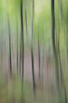 Zeitgenössisches Werk mit dem Titel « Arbres », Erstellt von FANFAN FOTO