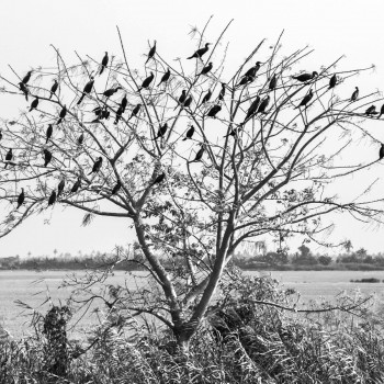 Zeitgenössisches Werk mit dem Titel « L'arbre aux oiseaux », Erstellt von PHILIPPE BORG