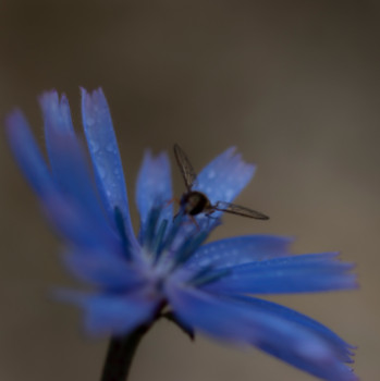 Zeitgenössisches Werk mit dem Titel « Mouchabeille sur bleuet », Erstellt von CARLA COMBOT