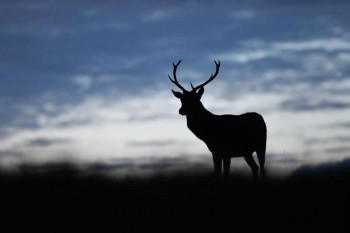 Zeitgenössisches Werk mit dem Titel « Cerf de nuit », Erstellt von AURéLIEN VILLEMIN