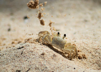 Zeitgenössisches Werk mit dem Titel « le crabe terrassier », Erstellt von JEAN-LUC IVANOFF