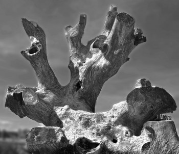 Zeitgenössisches Werk mit dem Titel « Arbre en prière », Erstellt von FRANNY TAY