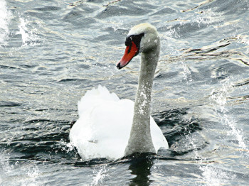 Zeitgenössisches Werk mit dem Titel « L'élégance d'un cygne », Erstellt von ELIZABETH GARCES