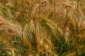 Grain in the wind Auf der ARTactif-Website