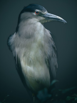 Zeitgenössisches Werk mit dem Titel « Bihoreau gris », Erstellt von MISS K PHOTOS