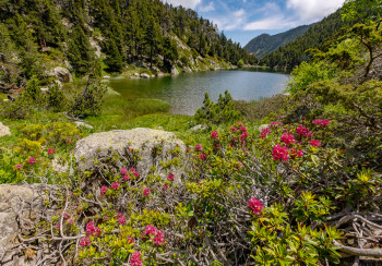 Zeitgenössisches Werk mit dem Titel « Lac de la Balmette et Rodhodendrons en fleurs », Erstellt von FRéDéRIC REVEL