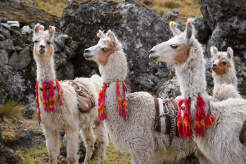 Zeitgenössisches Werk mit dem Titel « Lamas protecteurs », Erstellt von MARINE PH