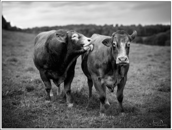 Zeitgenössisches Werk mit dem Titel « Tendresse vache. », Erstellt von JOSé DUMONCEAUX