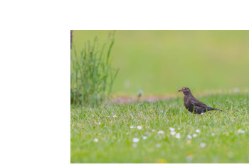 Zeitgenössisches Werk mit dem Titel « DANS LE PRÉ », Erstellt von WILLIAMSPHOTOGRAPHIE